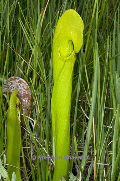 darlingtonia californica 6 graphic